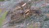 Agelena labyrinthica